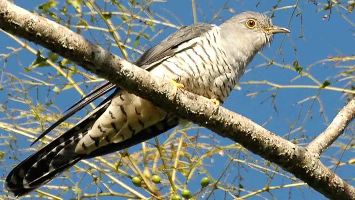 Oriental Cuckoo