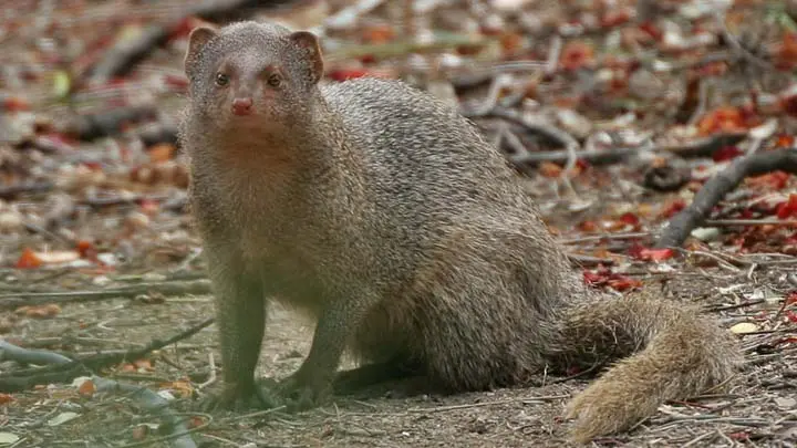 Common Mongoose