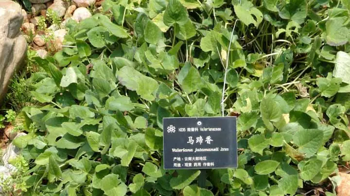 Jatamansi