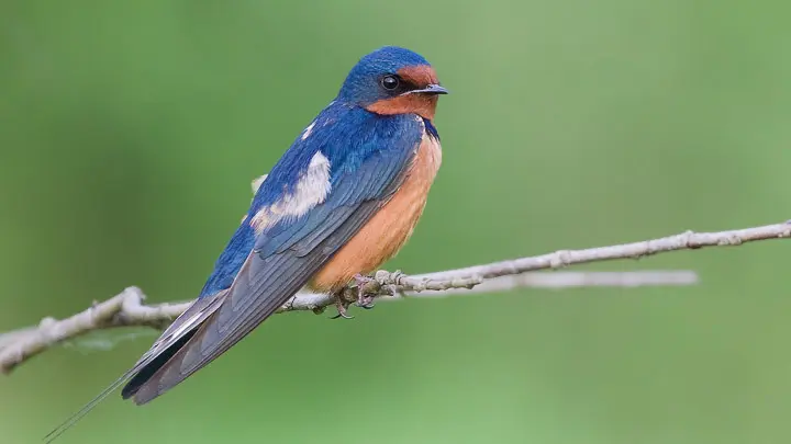 Barn Swallow