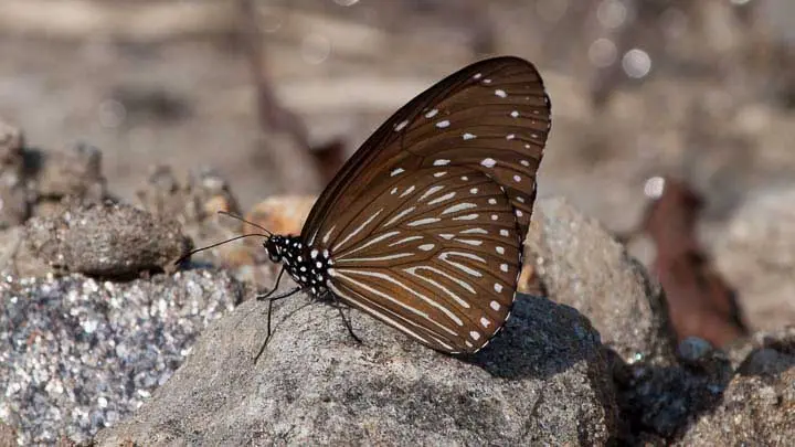Striped Blue Crow