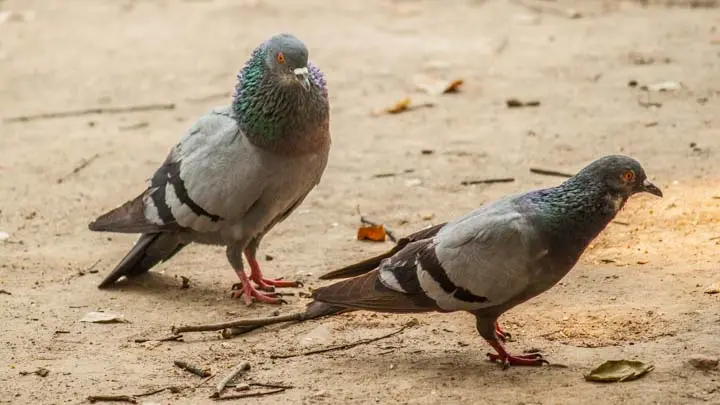 Blue Rock Pigeon