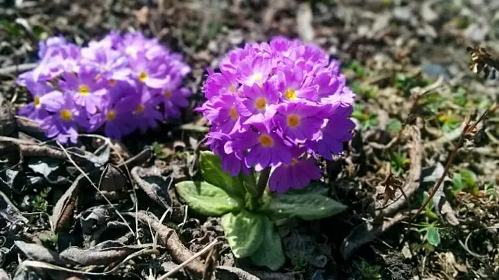Drumstick Primrose
