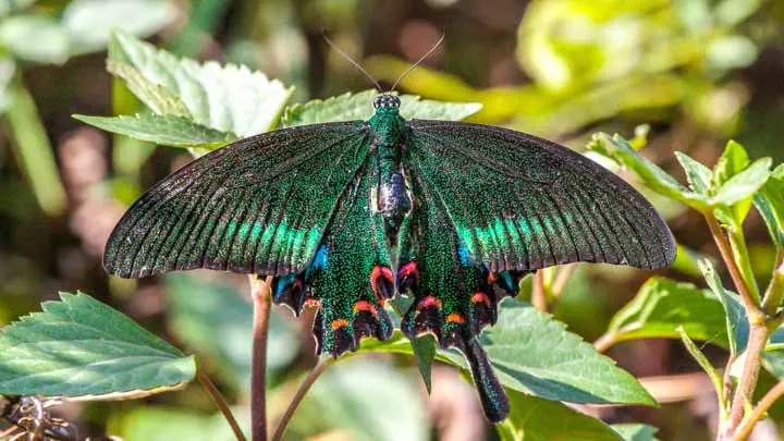 Common Peacock