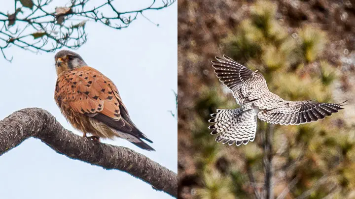 Common Kestrel