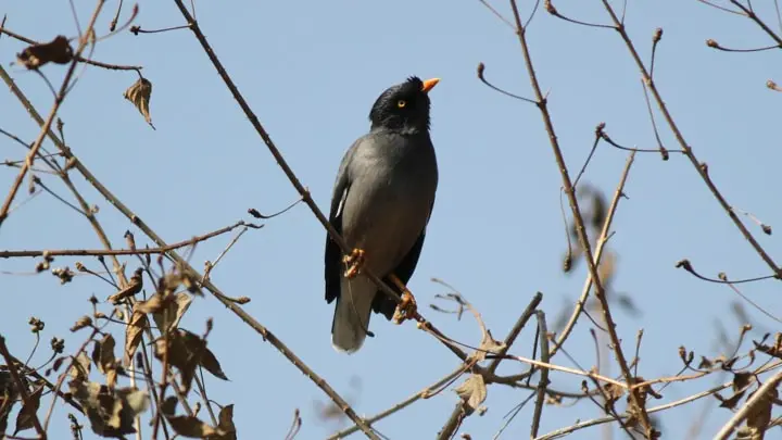 Jungle Mynah