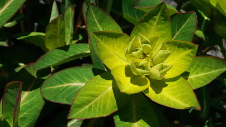 Spurge