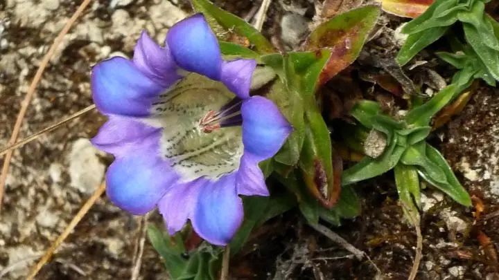 Ornate Gentian