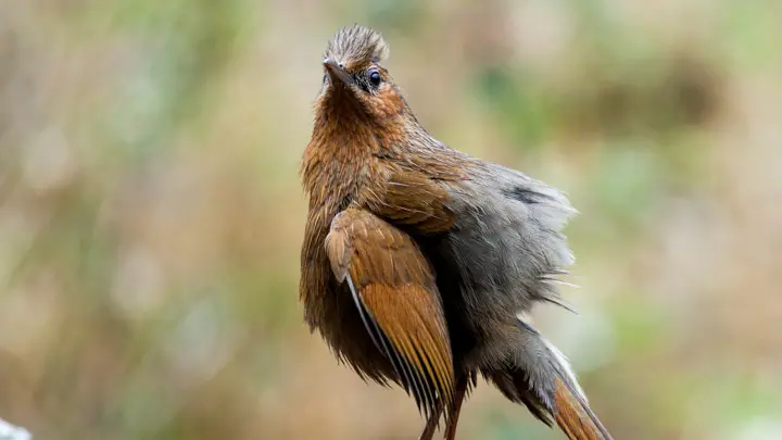 Streaked Laughingthrush