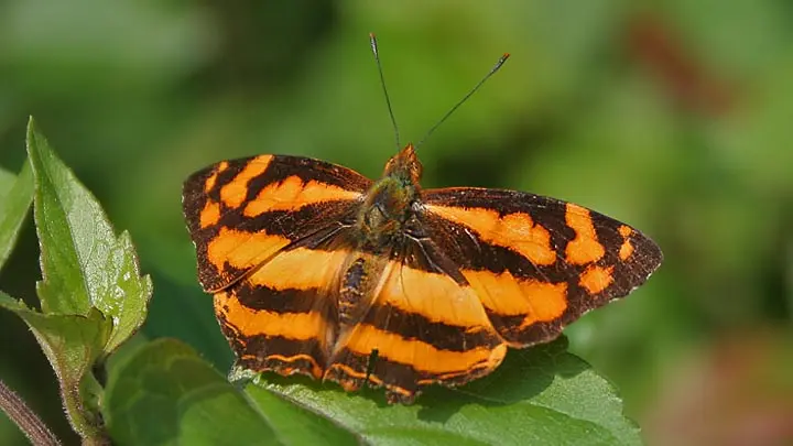Common Jester