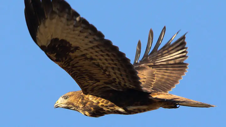 Common Buzzard