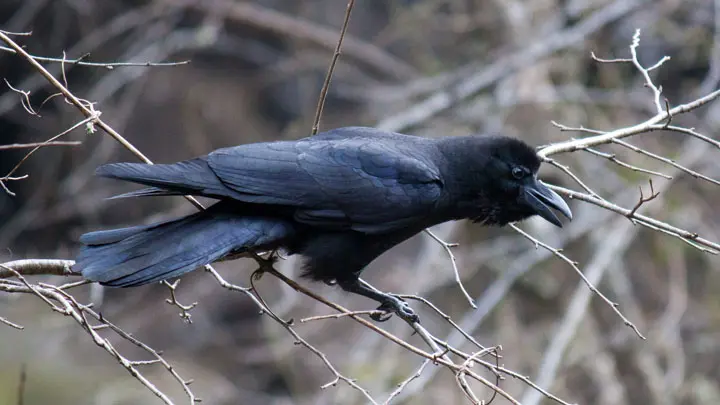 Large Billed Crow