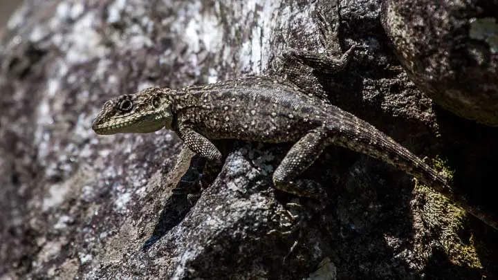 Kashmir Rock Agama