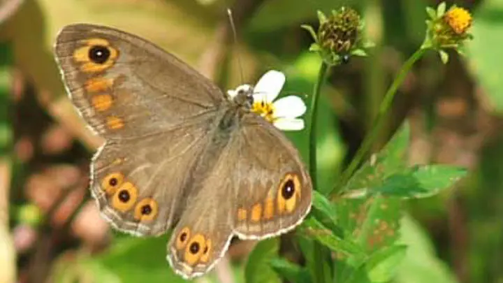 Common Wallbrown