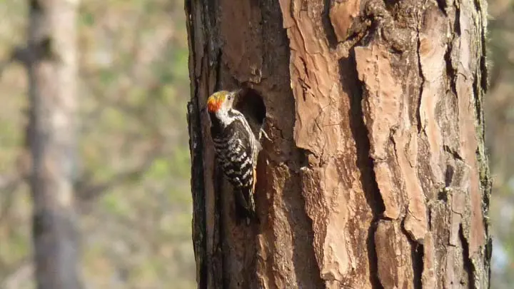 Brown Fronted Woodpecker