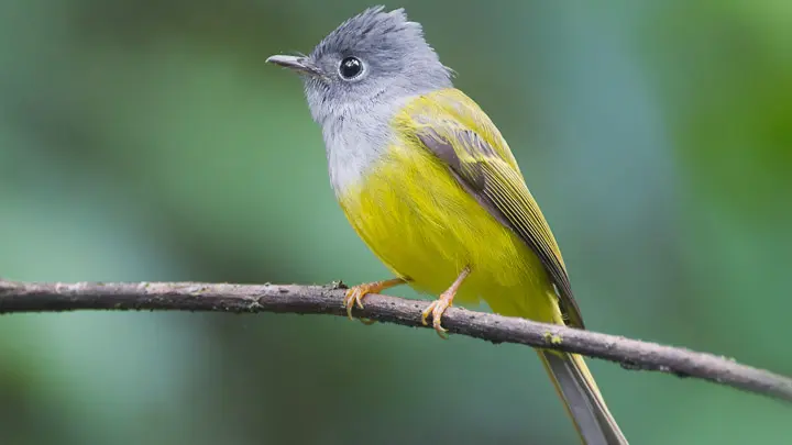 Grey Headed Canary Flycatcher