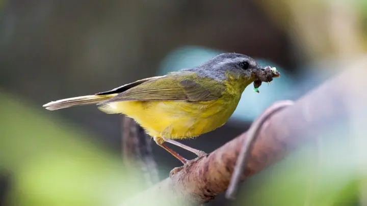 Grey Hooded Warbler