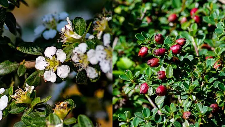 Small Leaved Cotoneaster