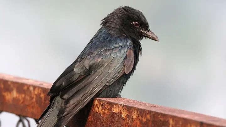 Ashy Drongo