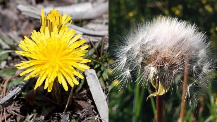 Dandelion