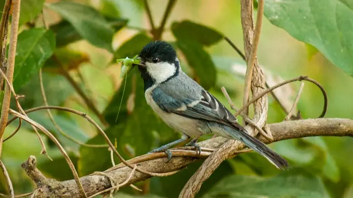 Cinereous Tit