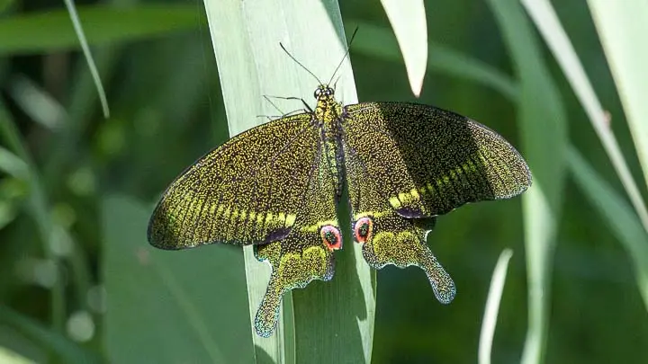 Paris Peacock