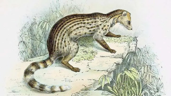 Small Indian Civet