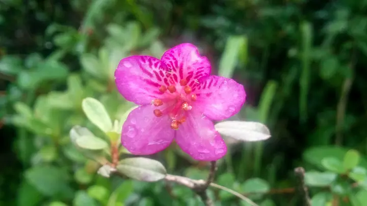 Scaly Rhododendron