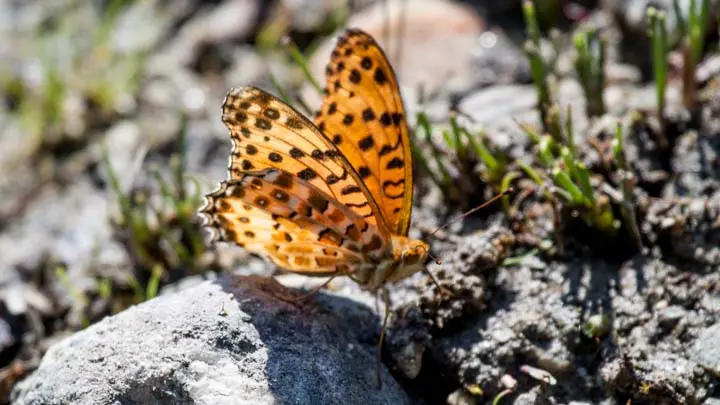 Indian Fritillary