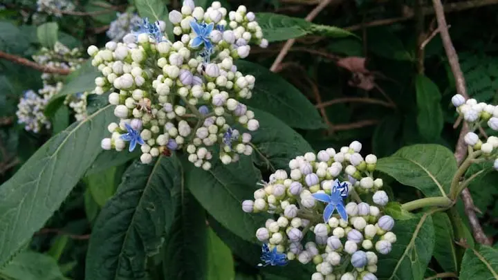 Antifertile Dichroa
