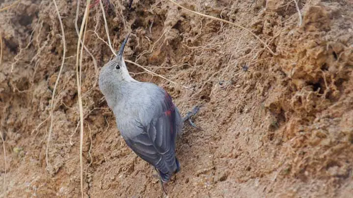Wallcreeper