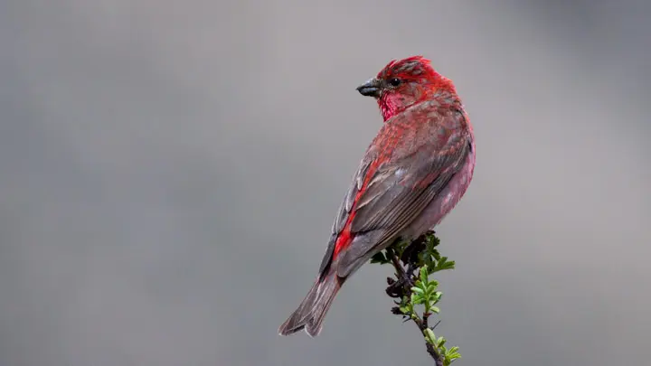 Common Rosefinch