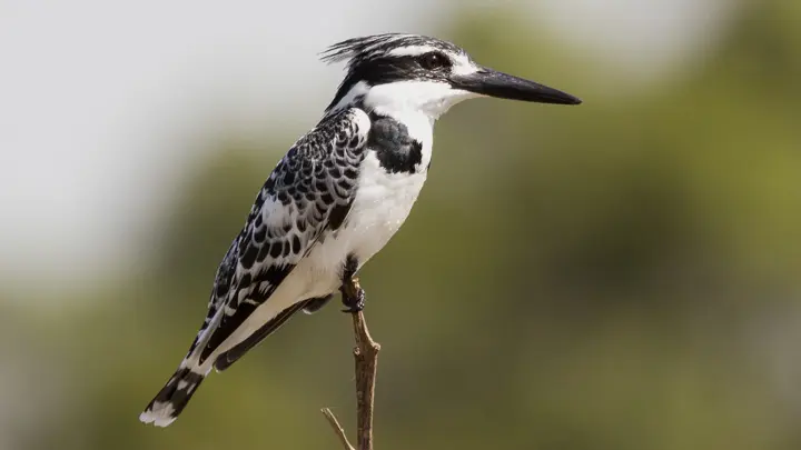 Small Pied Kingfisher