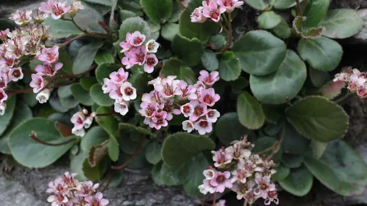 Frilly Bergenia