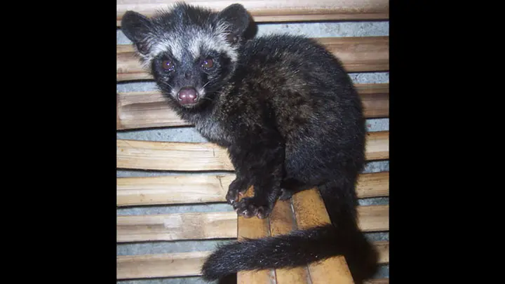 Common Palm Civet