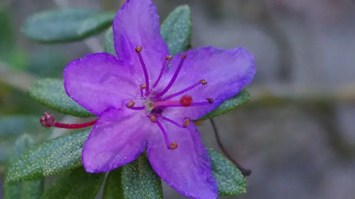 Dwarf Snow Rhododendron