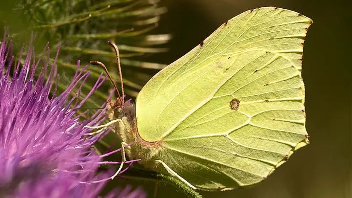 Common Brimstone