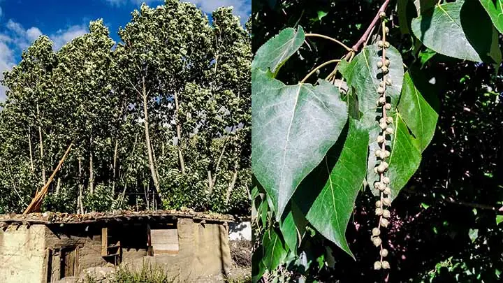 Himalayan Poplar