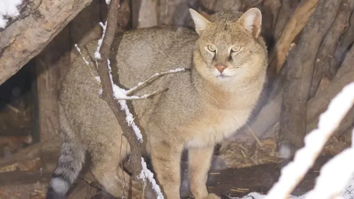 Jungle Cat