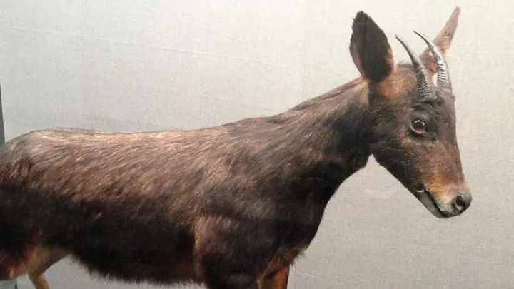 Serow