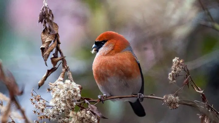 Red Headed Bullfinch