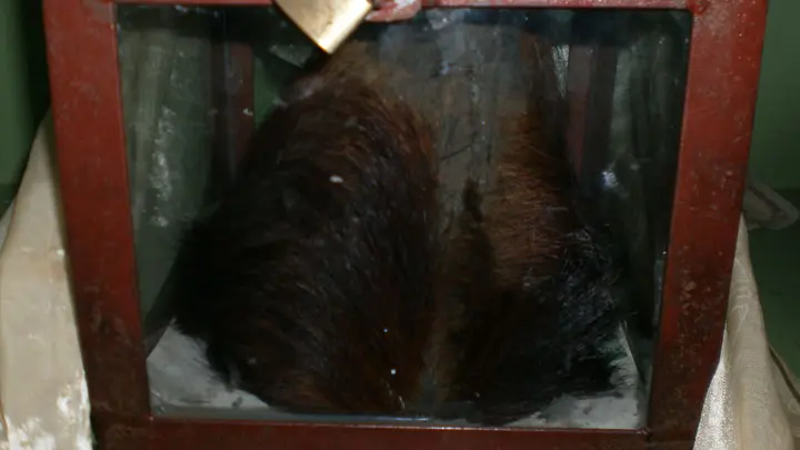 Yeti Scalp