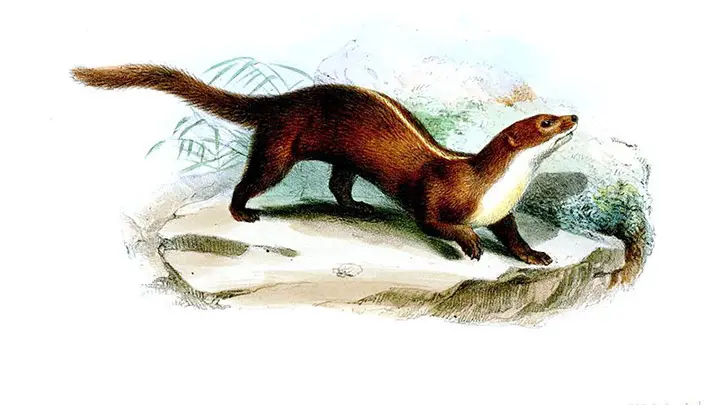 Stripe Backed Weasel