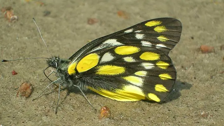 Hill Jezebel