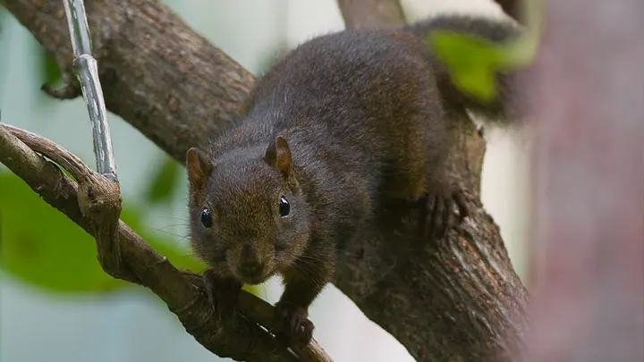 Hoary Bellied Himalayan Squirrel