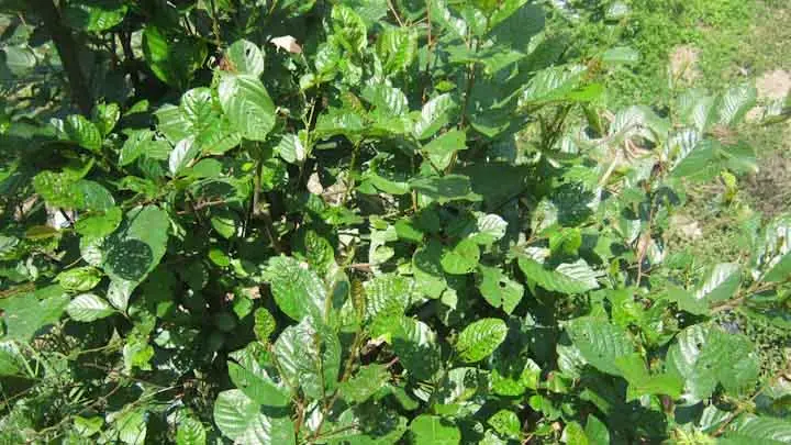 Alder
