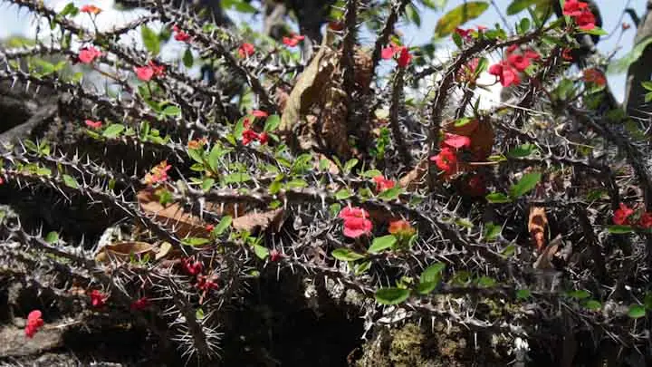 Crown Of Thorns