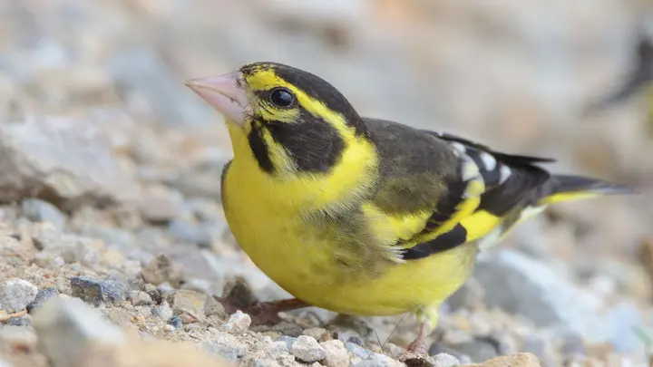 Yellow Breasted Greenfinch