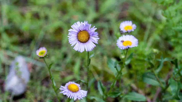 Himalayan Fleabane