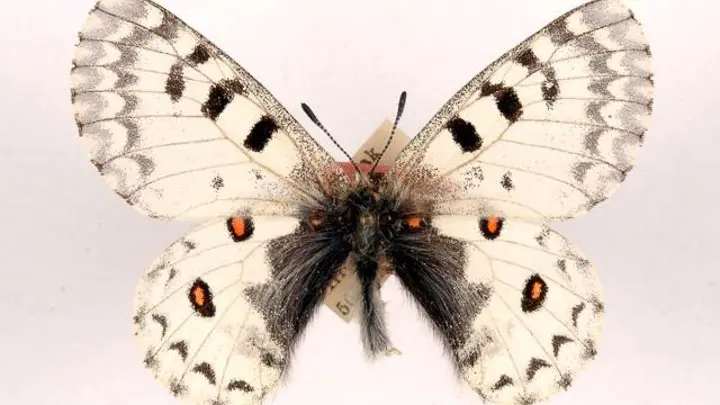 Common Red Apollo